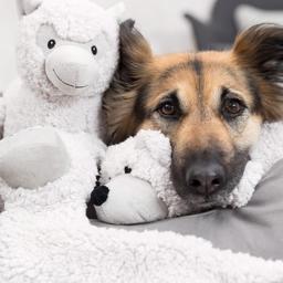 Trixie Dog nalle Be ECO the Alpaca Eyleen